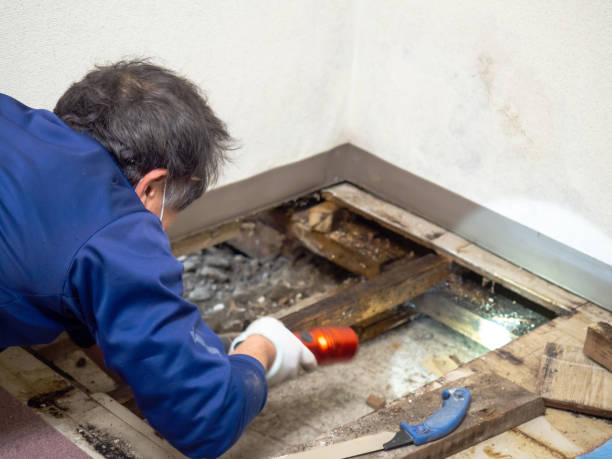 Best Mold Testing  in Mdleton, ID