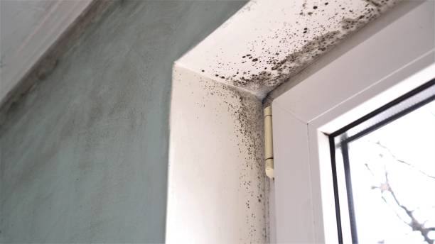 Best Commercial Mold Removal  in Mdleton, ID