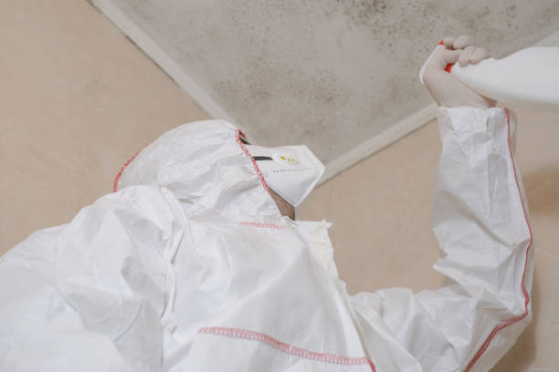Office Mold Removal Services in Middleton, ID