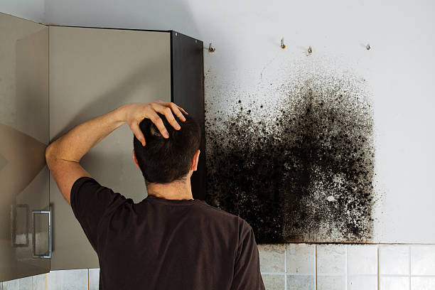 Trusted Middleton, ID Mold Removal Experts