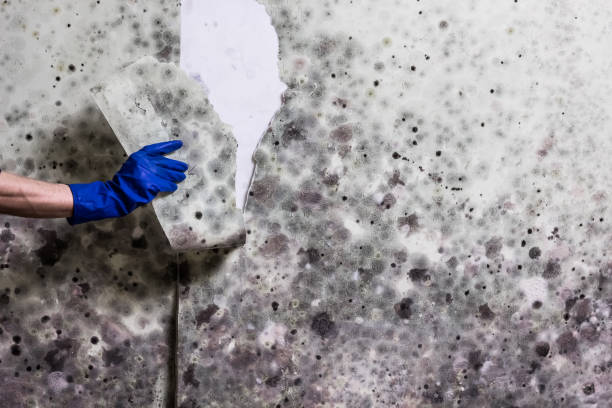 Best Mold Cleaning Services  in Mdleton, ID