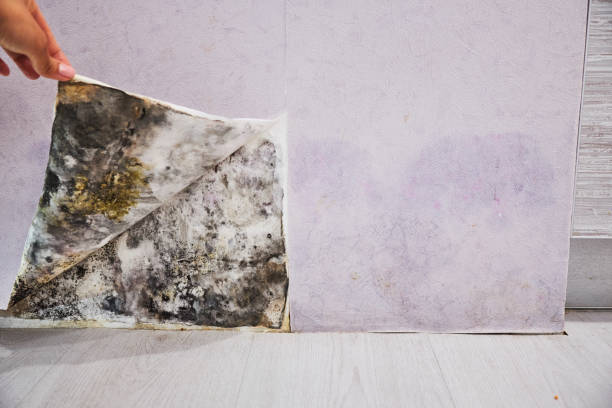 Best Certified Mold Removal  in Mdleton, ID
